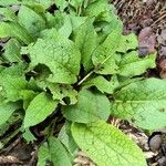 Symphytum caucasicum Folha