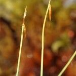 Carex pauciflora Ffrwyth