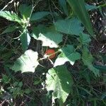 Solanum capsicoides Ліст