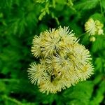 Thalictrum flavum 花