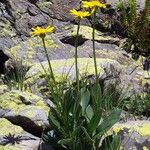 Senecio doronicum Žiedas