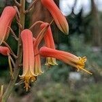 Aloe cremnophila Цвят