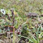 Ptilagrostis yadongensis Habit