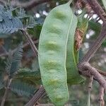 Paraserianthes lophantha Fruto