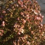 Frankenia corymbosa Цвят