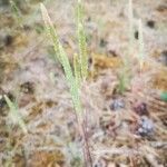 Phleum phleoides Hoja