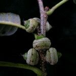 Quercus oxyodon Fruit