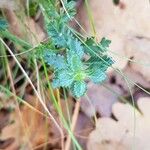 Teucrium chamaedrys Folha