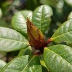 Rhododendron aureum Otro