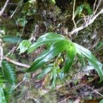 Angraecum obversifolium Habitat