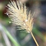 Setaria viridis 花