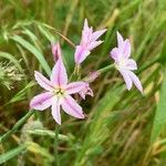 Leucocoryne vittata Flor