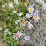 Erigeron philadelphicusKvet