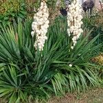 Yucca gloriosa Habit