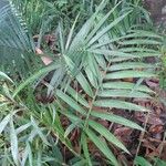 Chamaedorea microspadix Leaf