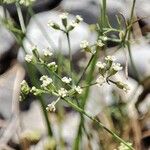 Ptychotis saxifraga Flower