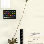 Syngonanthus oblongus