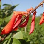 Erythrina senegalensis Květ