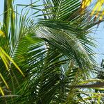 Cocos nucifera 叶