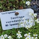 Saxifraga hypnoides Mosusu