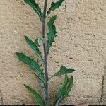 Andryala integrifolia ഇല