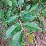 Catha edulis Φύλλο