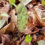 Erythronium americanum List