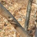 Lindera benzoin Écorce