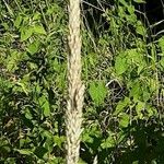 Calamagrostis epigejos Kukka