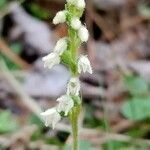 Goodyera repens Blodyn