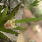 Polystachya mystacioides Flower