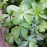 Potentilla anglica Leaf