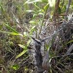 Bactris campestris Leaf
