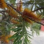 Grevillea robusta Kukka