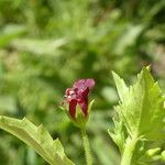 Scrophularia peregrina Flors