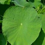 Nelumbo nucifera Frunză