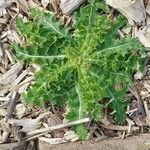 Sonchus asper Lapas