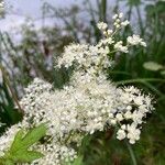 Filipendula ulmariaŽiedas