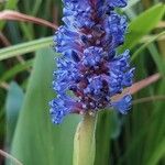 Pontederia cordata Blomst