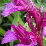 Anacamptis papilionacea Flor