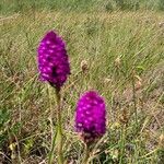 Anacamptis pyramidalisŽiedas