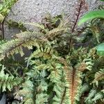 Athyrium niponicum Φύλλο