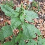 Amaranthus retroflexusBlad