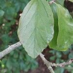 Parrotia persica 葉