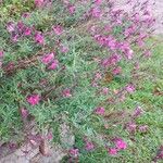Salvia greggii Celota
