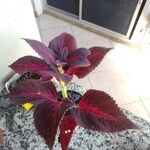 Plectranthus scutellarioidesFolha