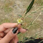 Lactuca salignaFiore