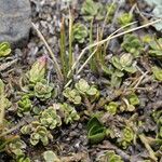 Baccharis alpina Habit