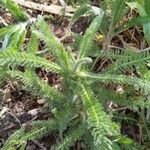 Achillea tomentosa Blatt