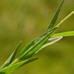 Epilobium palustre برگ